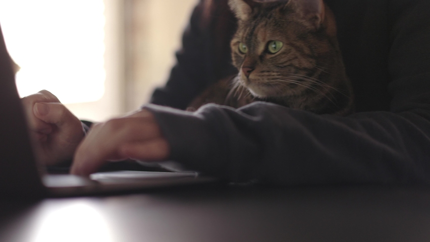 Tabby cat lookin at a computer while sitting in the lap of a woman