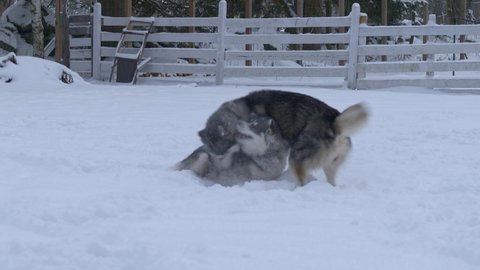 Two Siberian huskies playing over a snowed field in Norway.
