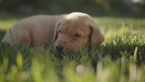 Golden lab puppy laying in the grass tired after eating puppy chow