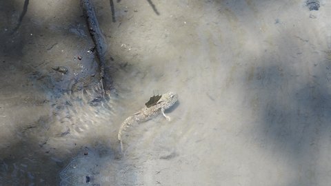 Blue spotted mudskipper fish or amphibian fish foraging on mudflat during low tide in mangrove forest,Ideal for use in the design fairly