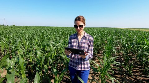 Agronomist farmer woman using tablet computer in corn field. Female farm worker in maize plantation with modern technology analyzing crop after hail damage in agricultural field, slow motion