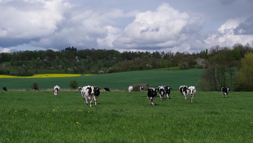 Friesian Holstein cows on a beautiful spring meadow in central Germany. Black and white dairy cows walking in the fresh green grass on a cloudy day. Herd mottled cows grazing, hilly farm landscape, 4k