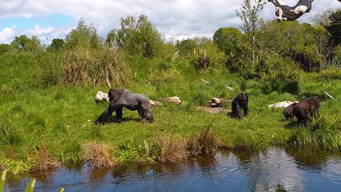 A group of Western Lowland Gorillas feeding together.