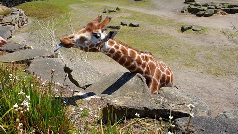 A Giraffe extending its tongue to eat white flowers.