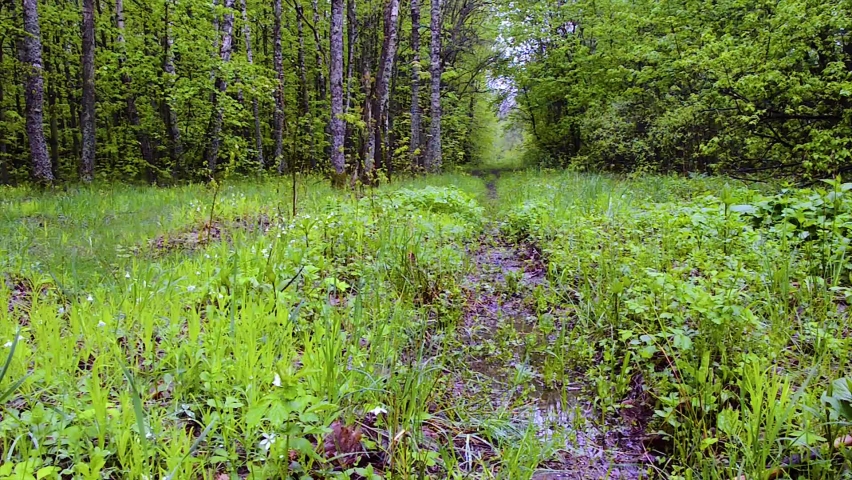 Forest path rain summer nature