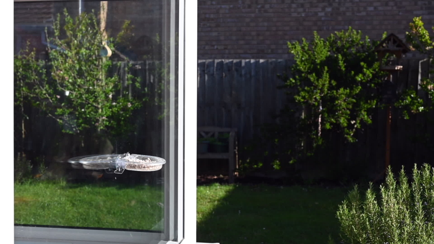 Starlings flying towards window bird feeder