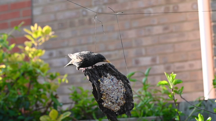 Agile starling on home made suet bird feeder