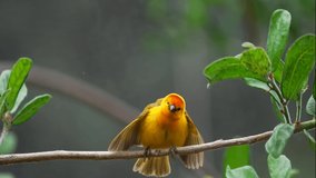 This slow motion video showcases a yellow Taveta Golden Weaver Bird (Ploceus castaneiceps) perched on a branch and flapping it's wings in a mating dance.