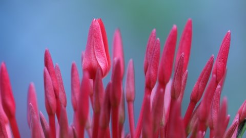 Flower buds swaying in the wind. Ixora coccinea is a species of flowering plant in the family Rubiaceae. also known as jungle geranium. It is the national flower of Suriname.