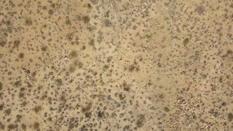 Ascend Aerial birds eye of gigantic Desert with dry plants in Joshua Tree National Park during heat.