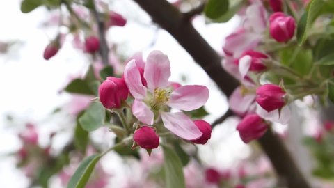 Close up of pink blossoms of braeburn apple trees in may on a farm in south east england