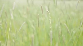Woman relaxing and walking in the field 1080p slow-mo HD footage - Female touching grass in the field while passing by 1920X1080 slow motion video
