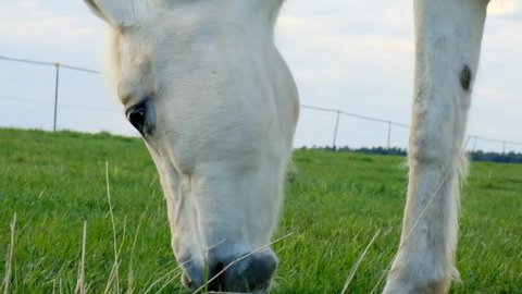 Horse close-up. White horse in the paddock.The horse is eating green grass. Farm animals