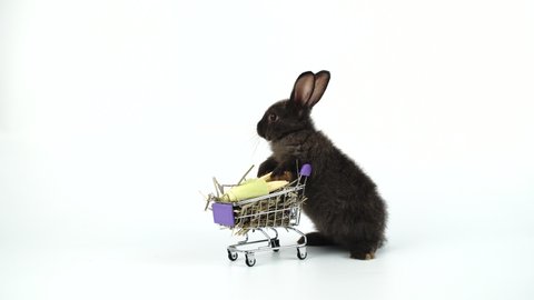 Adorable furry bunny pushing shopping cart with dry timothy grass and fresh corns over isolated white background.Newborn baby rabbit with shopping cart looking something.Easter and shop online concept