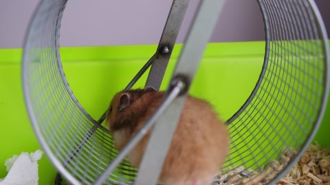 red-haired cute hamster runs in a wheel