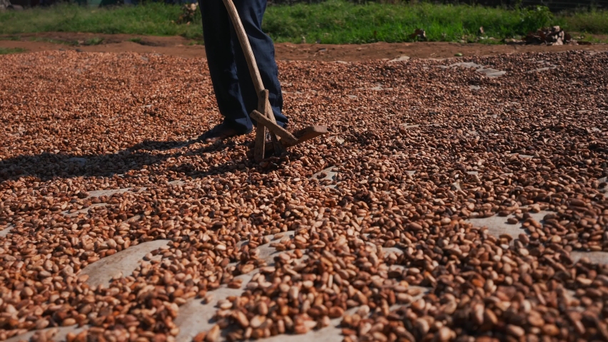 Black African local man working in a cocoa farm drying cocoa beans in a cinematic slow motion. Close up shot. Congo, Africa. Royalty-Free Stock Footage #1072716254