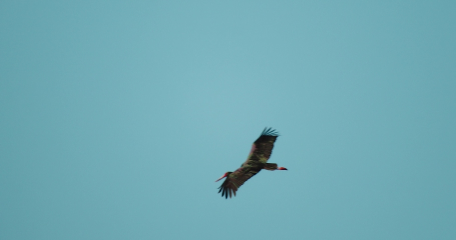 Black stork from (Ciconia nigra) in flight against the blue sky, Lonjsko polje, Croatia