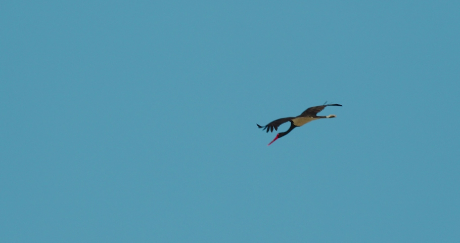 Black stork from (Ciconia nigra) in flight against the blue sky, Lonjsko polje, Croatia