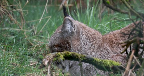 Eurasian lynx, Lynx lynx, close up portrait while lying down on grass displaying behaviour.
