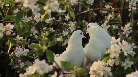 A pair of white pigeons on the branches of a flowering apple tree, Doves rest and clean their feathers in the gardens.Love end familly concept.Couple of lover bird. together concept