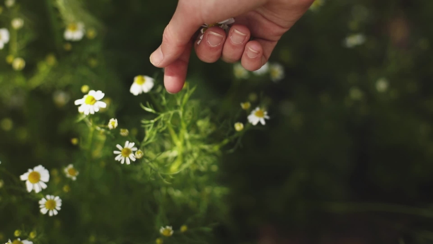 Herbalist hands picking fresh medical chamomile flowers in yellow bowl. Woman gathering chamomile flowers in the middle of the lawn on beautiful sunny summer day, homeopathy, herb. Selective focus. | Shutterstock HD Video #1072725374