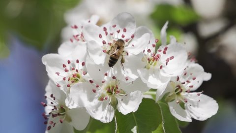 Honey bees collecting pollen from an apple blossom flower.