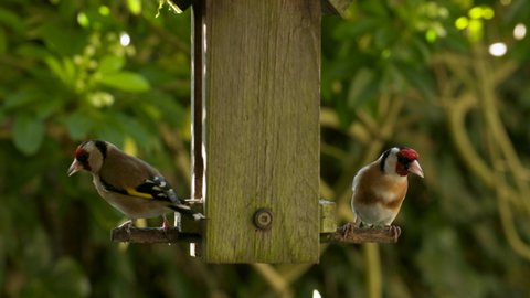 4K video clip pair of two European Goldfinches eating seeds, sunflower hearts, from a wooden bird feeder in a British garden during summer