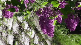 Lilac bunches sway in wind. Purple summer flowers on syringa bush near overgrown cobblestone pavement. Flowering in springtime garden. Vertical format video