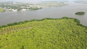Aerial video of a greenery Mangrove forest