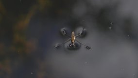Water Strider or pondskater (Gerridae) a flying bug which is a common insect found on the surface of a pond, macro close up and video footage clip