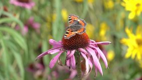 Painted Lady butterfly (Vanessa cardui) feeding on a decaying purple echinacea flower plant with wings outstretched, video footage clip