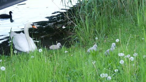 Small baby swans and adult white swans come out of the pond on a river with green grass