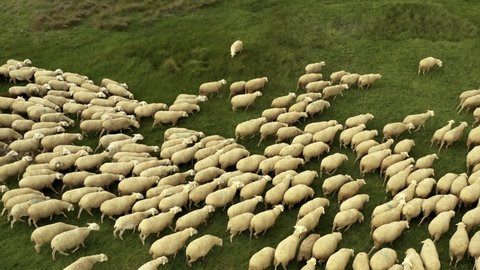 Soft high angles shot recorded with a drone of a large herd of sheep that move through the beautiful field of spring green colors