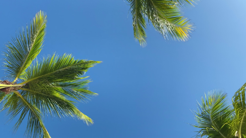 Palm trees swaying in the breeze - slow motion 4K | Shutterstock HD Video #1072741838