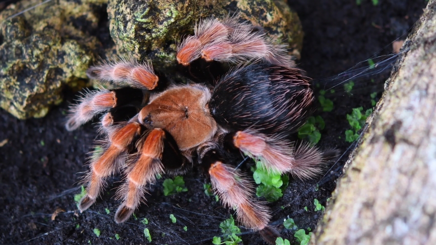 Mexican Fireleg Tarantula, Brachypelma boehmei, 4K Footage; seen motionless and suddenly moves to the left going out of the frame, lovely fire colours and urticating hair.