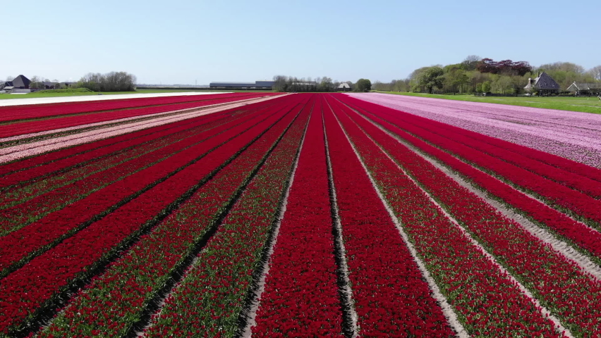 Red Tulip Fields in Holland, Netherlands image - Free stock photo ...