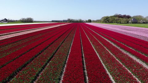 Red tulip field in the Netherlands