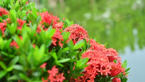 4K Video of Red Ixora Flower