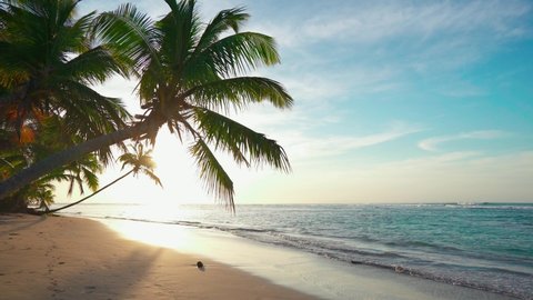 Sundown beach landscape 4k stock video. Beautiful sundown on the palm beach background. The sun under the palm tree sunset light illuminates the sandy beach and sea waves.