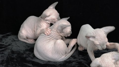 Four cute kittens Canadian Sphynx Cat breed playing on black velvet background.