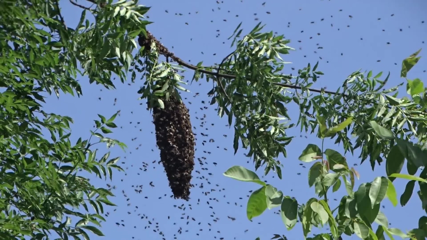 Beekeeping
Natural swarming of bees in the apiary. Capturing queen and swarm of honey bees from a tree 8 meters high. Recorded in 2020 in the village of Krivaca, (Guča) - Serbia Royalty-Free Stock Footage #1072748507