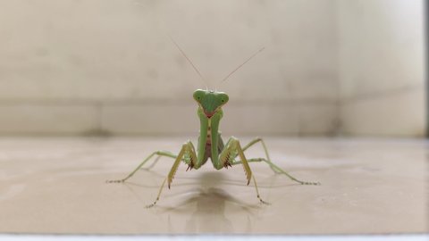 Praying Mantis Staring at the camera first and then does a quick dance. 4k Footage