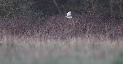 The barn owl is the most widely distributed species of owl in the world and one of the most widespread of all species of birds