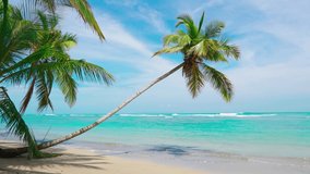Dominican republic beaches stock video footage. Beautiful palm beach background near the turquoise sea water and blue sky.
