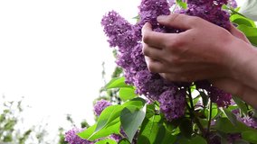 Female hands with lilacs. Blooming branch of lilac in female hands close-up. A woman's hand touches a lilac branch. Blooming lilac bush in the spring.