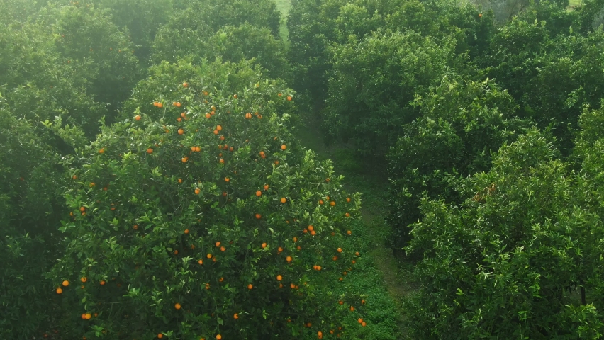 orange tree aerial view. branch of orange tree with ripe fruits. Fruit tree with green leaves. citrus orchard in europe. citrus garden, fresh crops. Royalty-Free Stock Footage #1072757141