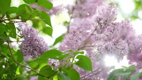 Closeup view 4k stock video footage of beautiful blooming branches of spring fresh lilac flowers isolated on sunny clear blue sky and blurred green leaves background with sun beams, rays and flares