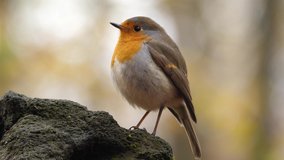 The european robin bird known simply as the robin or robin redbreast in Ireland and Britain, is a small insectivorous passerine bird that belongs to the chat subfamily of the Old World flycatcher