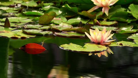 Lotus Flowers on Lake Water Nature