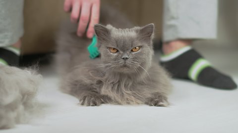 Portrait of a cat that a men is combing
